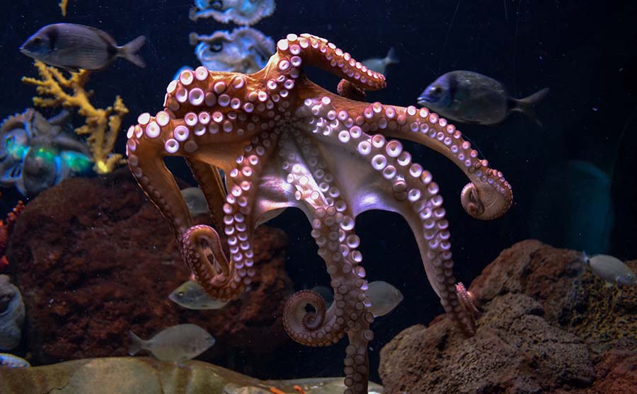 Một số đặc điểm thú vị của bạch tuộc