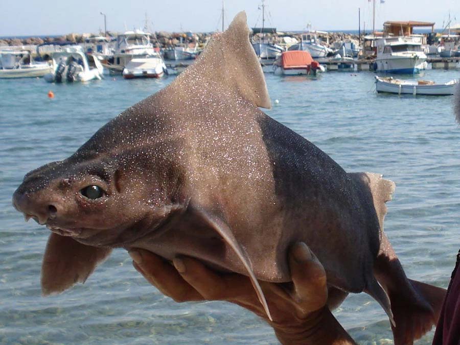 Phát hiện cá mập Angular có gương mặt lợn ở Ý