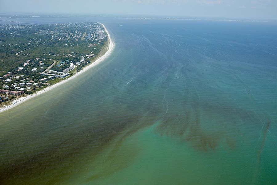 Thủy triều đỏ ở Florida