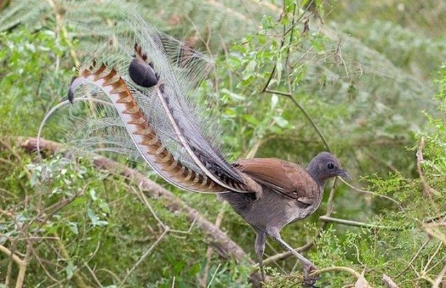 Chim cầm điểu có thể bắt trước được nhiều âm thanh khác nhau
