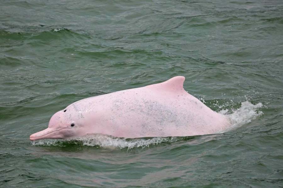Bất ngờ phát hiện cá heo hồng quý hiếm bơi ở Đồ Sơn