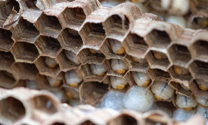 Tổ ong bắp cày chứa 1.500 ấu trùng đang phát triển vừa được phá
