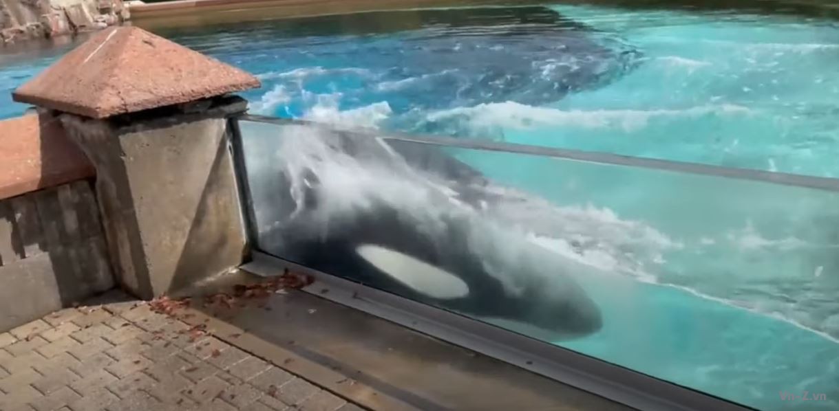 Cá voi sát thủ cái tự đập đầu vào bể sau khi các con và đồng loại trong bể đều chết
