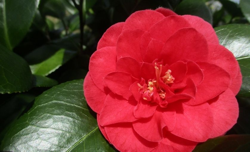 Spring Rose là loại hoa hiếm trên thế giới