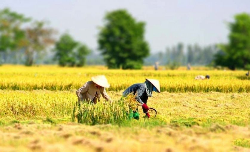 Các nhà khoa học Trung Quốc tạo ra một giống lúa khổng lồ mới cao tới 2,2 mét