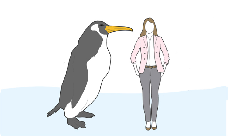 Phát hiện chim cánh cụt khổng lồ thời cổ đại, cao bằng con người