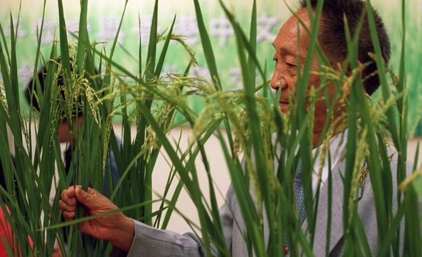 Trung Quốc chế tạo ra giống lúa khổng lồ đạt năng suất cao