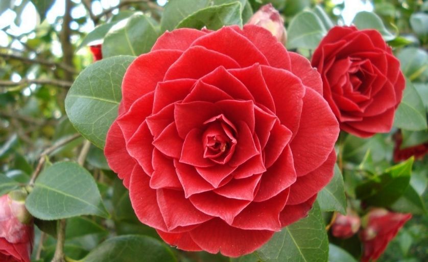Spring Rose chỉ xuất hiện tại New Zealand và nước Anh