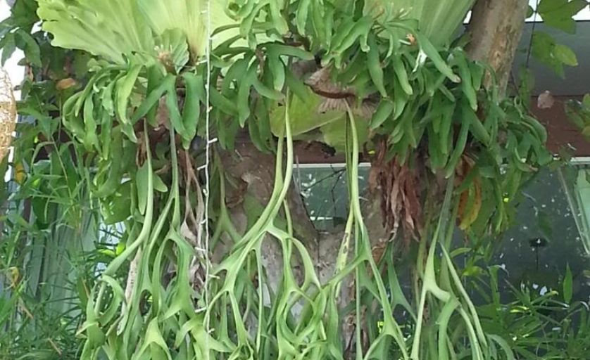 Cây ổ rồng là loài thực vật sống phụ sinh và được trồng chủ yếu để làm cảnh